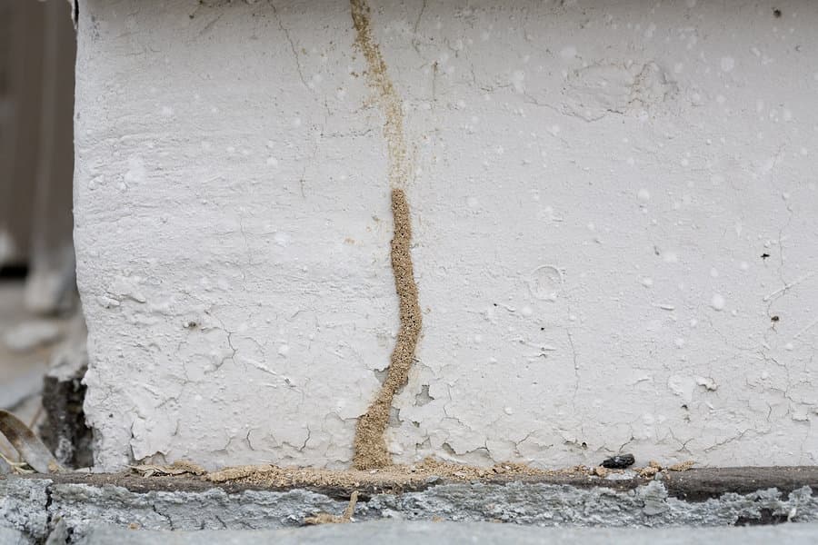 Termite mud tube found at an Arizona home near Goodyear